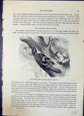 Old Common Tree Creeper Brehm Jones C1860 Cassell'S Birds Certhia Fam Victorian
