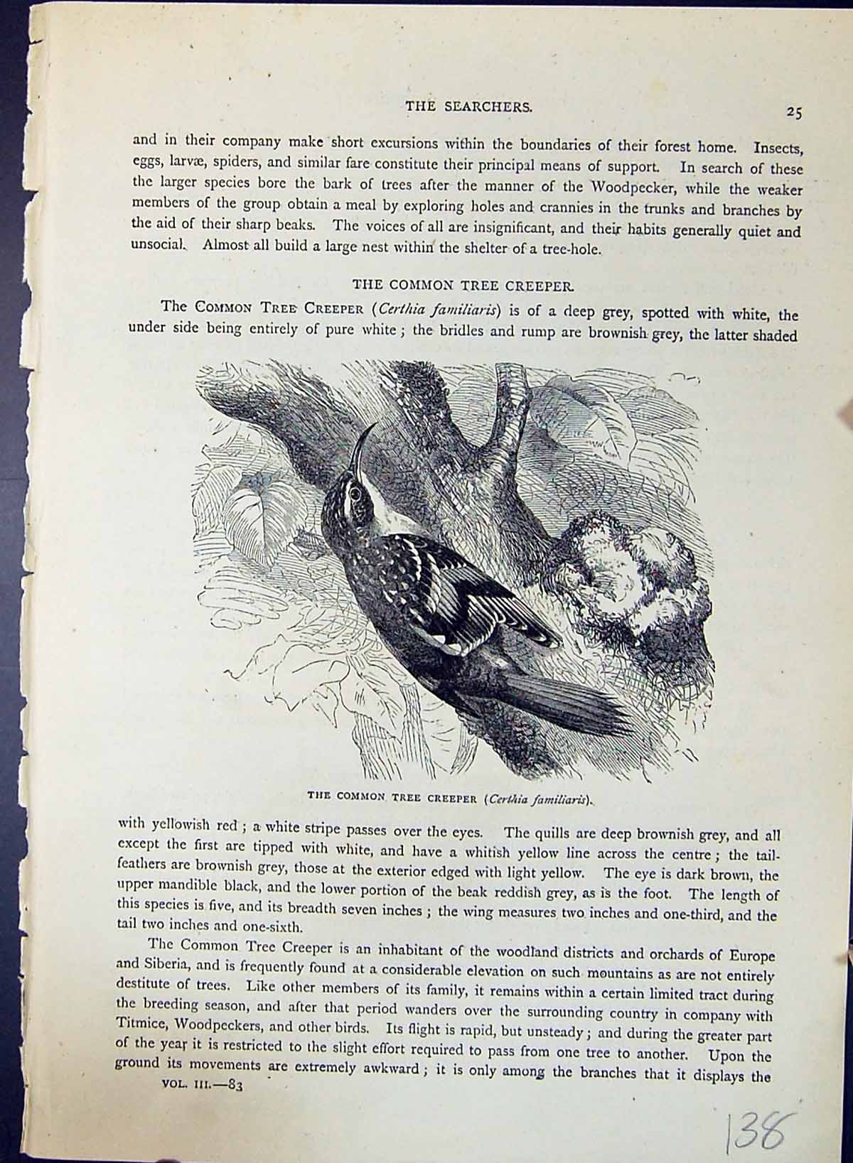 Old Common Tree Creeper Brehm Jones C1860 Cassell'S Birds Certhia Fam Victorian