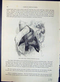Old Alpine Wall Creeper Tichodroma Muraria Brehm Jones C1860 Cassell' Victorian