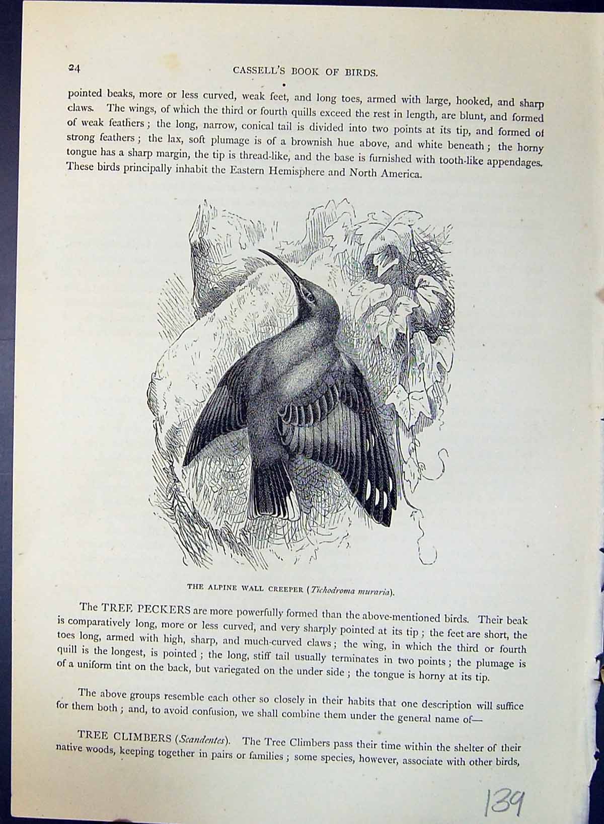 Old Alpine Wall Creeper Tichodroma Muraria Brehm Jones C1860 Cassell' Victorian