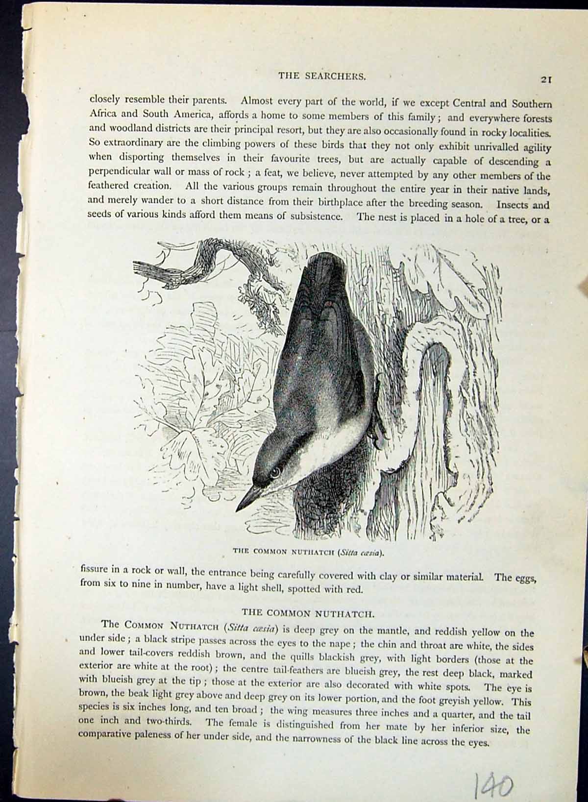 Old Print Common Nuthatch Sitta Coesia Brehm Jones C1860 Cassell'S Birds 19th