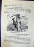 Old Hairy-Cheeked Stair-Beak Xenops Brehm Jones C1860 Cassell'S Birds Victorian