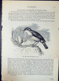 Old Print Red Oven Bird Furnarius Rufus Brehm Jones C1860 Cassell'S Birds 19th