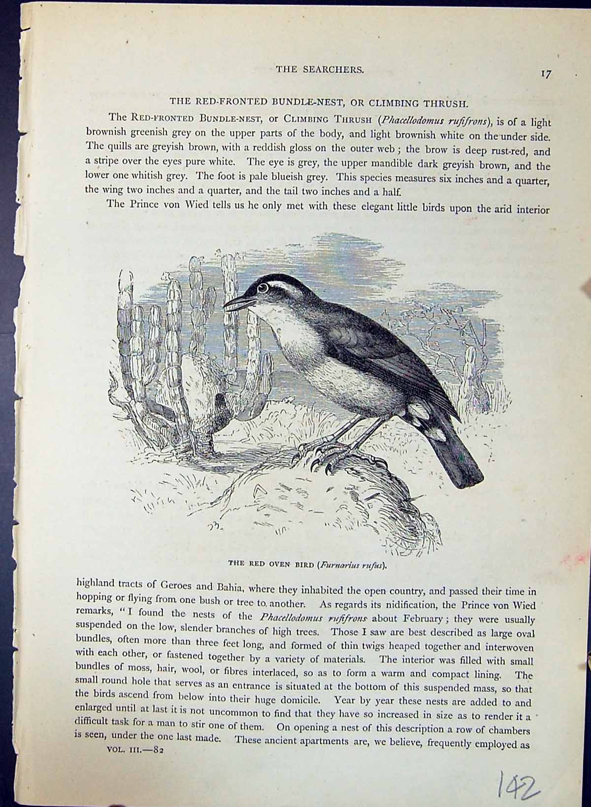 Old Print Red Oven Bird Furnarius Rufus Brehm Jones C1860 Cassell'S Birds 19th