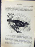 Old Poe Tui Prosthemadera Circinata Brehm Jones C1860 Cassell'S Birds Victorian