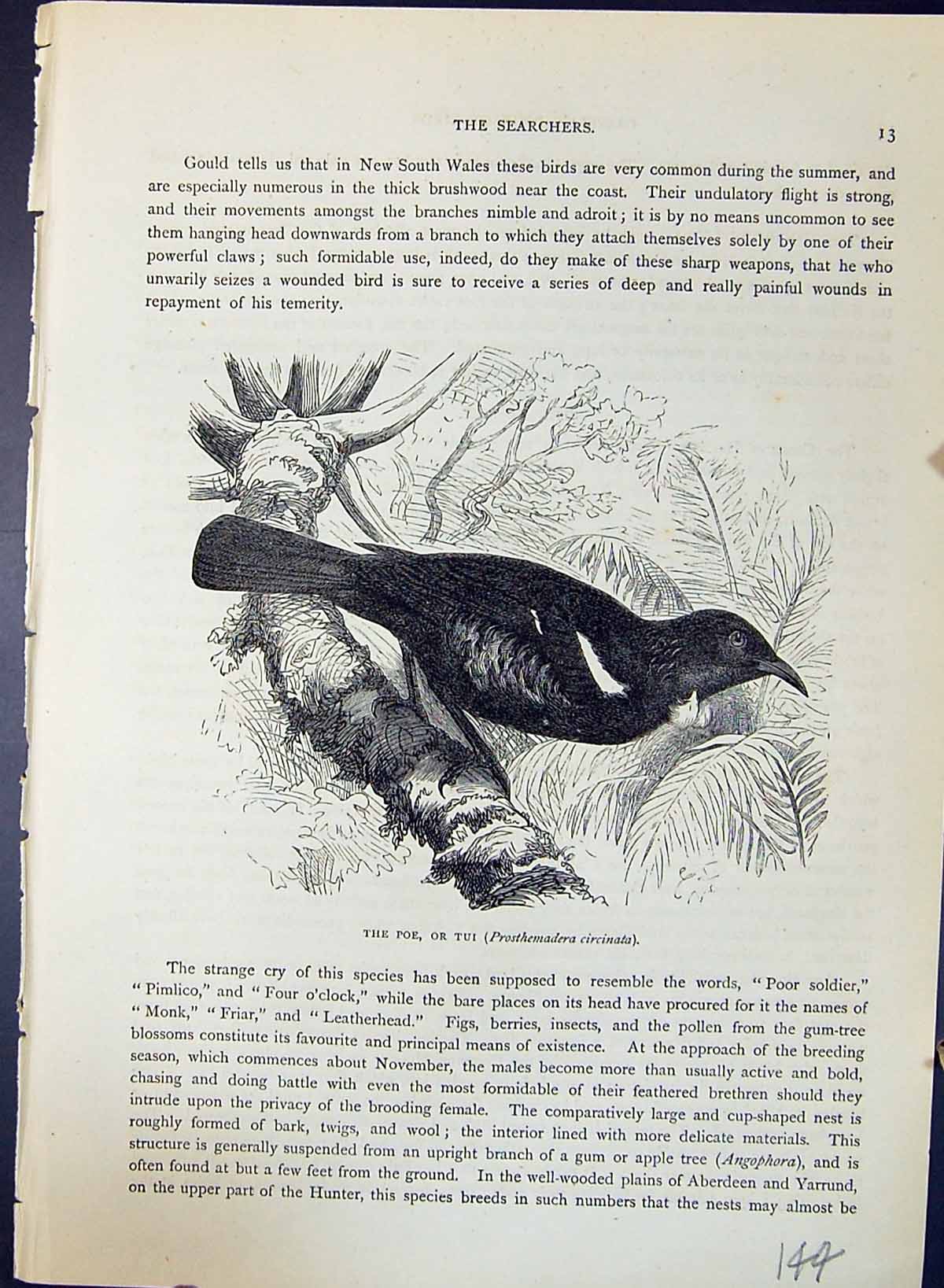 Old Poe Tui Prosthemadera Circinata Brehm Jones C1860 Cassell'S Birds Victorian