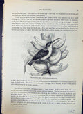 Old Hanging Bird Arachnocestra Longirostris Brehm Jones C1860 Cassell Victorian
