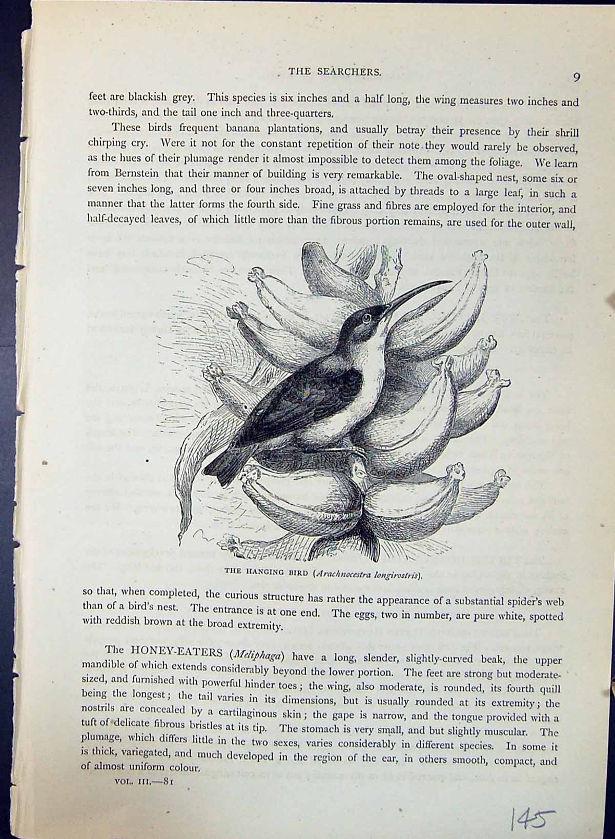 Old Hanging Bird Arachnocestra Longirostris Brehm Jones C1860 Cassell Victorian