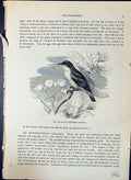 Old Print Abu-Risch Hedydipna Metallica Brehm Jones C1860 Cassell'S Birds 19th