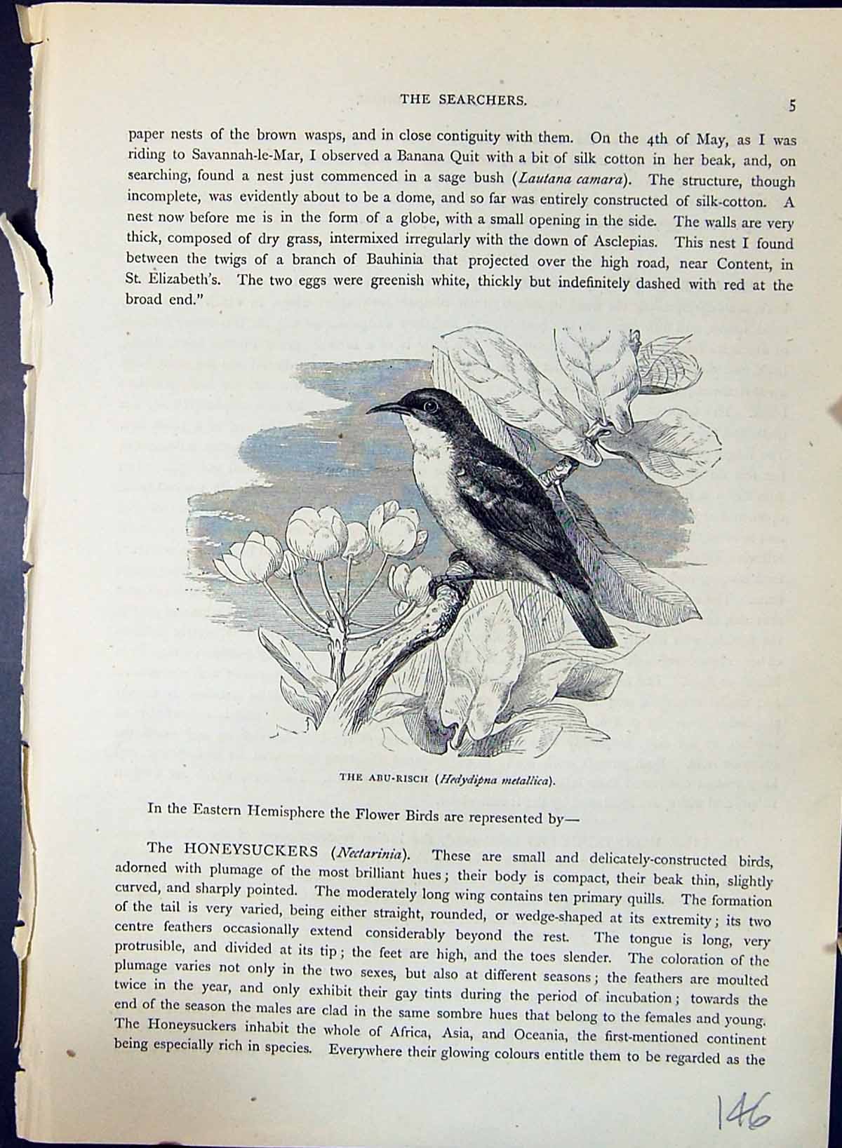 Old Print Abu-Risch Hedydipna Metallica Brehm Jones C1860 Cassell'S Birds 19th