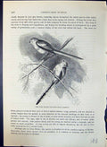 Old Long-Tailed Titmouse Orites Caudatus Brehm Jones C1860 Cassell'S Victorian
