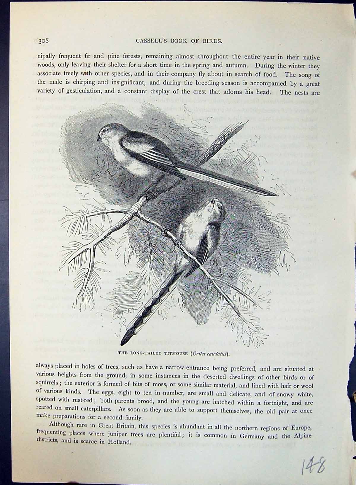 Old Long-Tailed Titmouse Orites Caudatus Brehm Jones C1860 Cassell'S Victorian