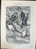 Antique Old Print Bearded Penduline Tits Brehm Jones C1860 Cassell'S Birds 19th
