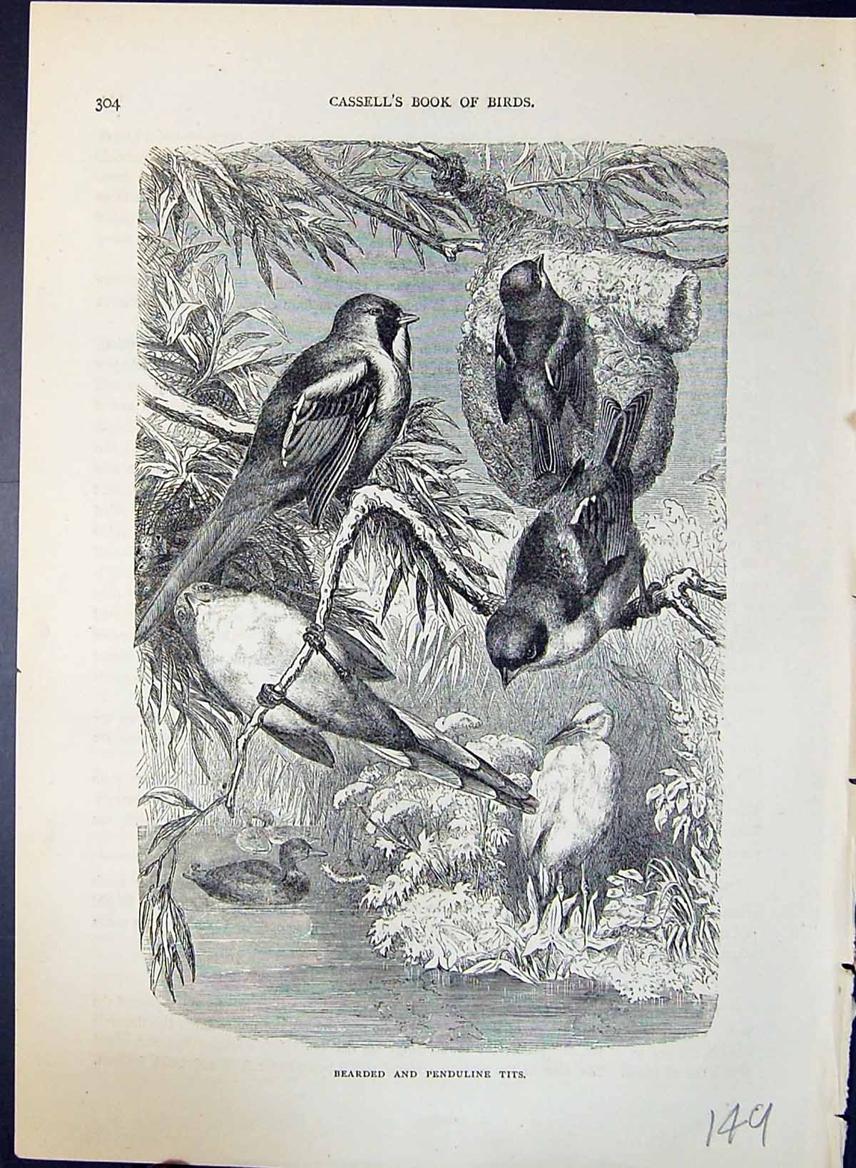 Antique Old Print Bearded Penduline Tits Brehm Jones C1860 Cassell'S Birds 19th