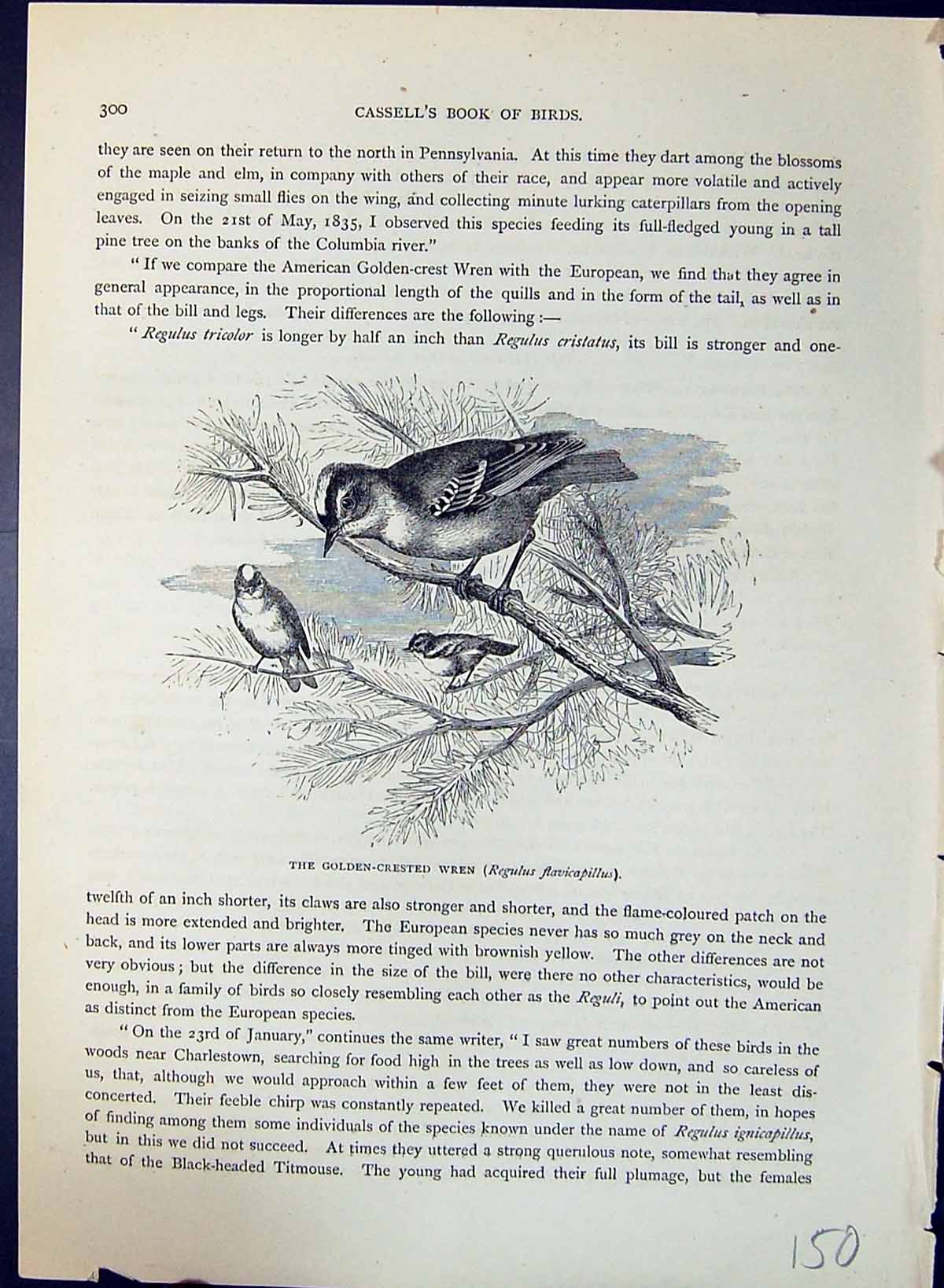 Old Print Gen-Crested Wren Regulus Flavicapillus Brehm Jones C1860 Casse 19th
