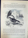Antique Old Print Alpine Accentor Alpinus Brehm Jones C1860 Cassell'S Birds