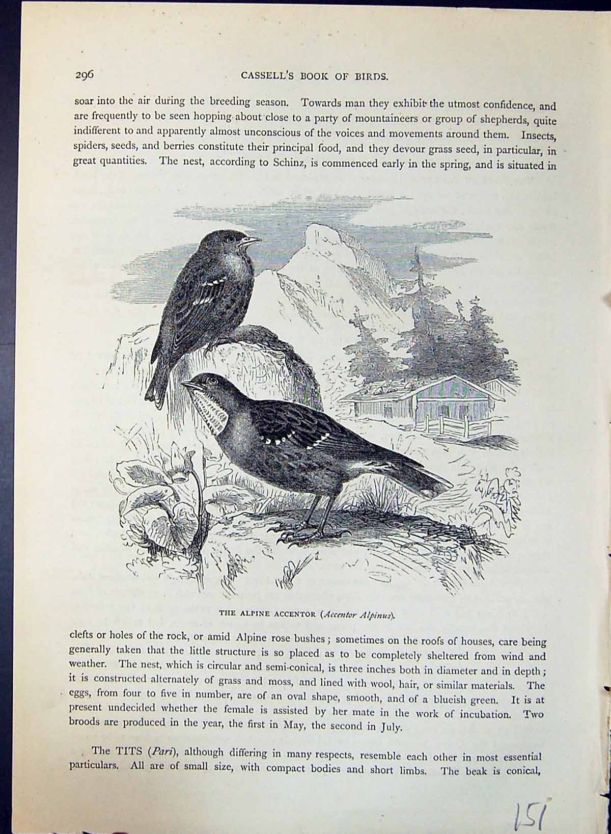 Antique Old Print Alpine Accentor Alpinus Brehm Jones C1860 Cassell'S Birds