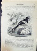 Old Print Meninting Enicurus Coronatus Brehm Jones C1860 Cassell'S Birds 19th