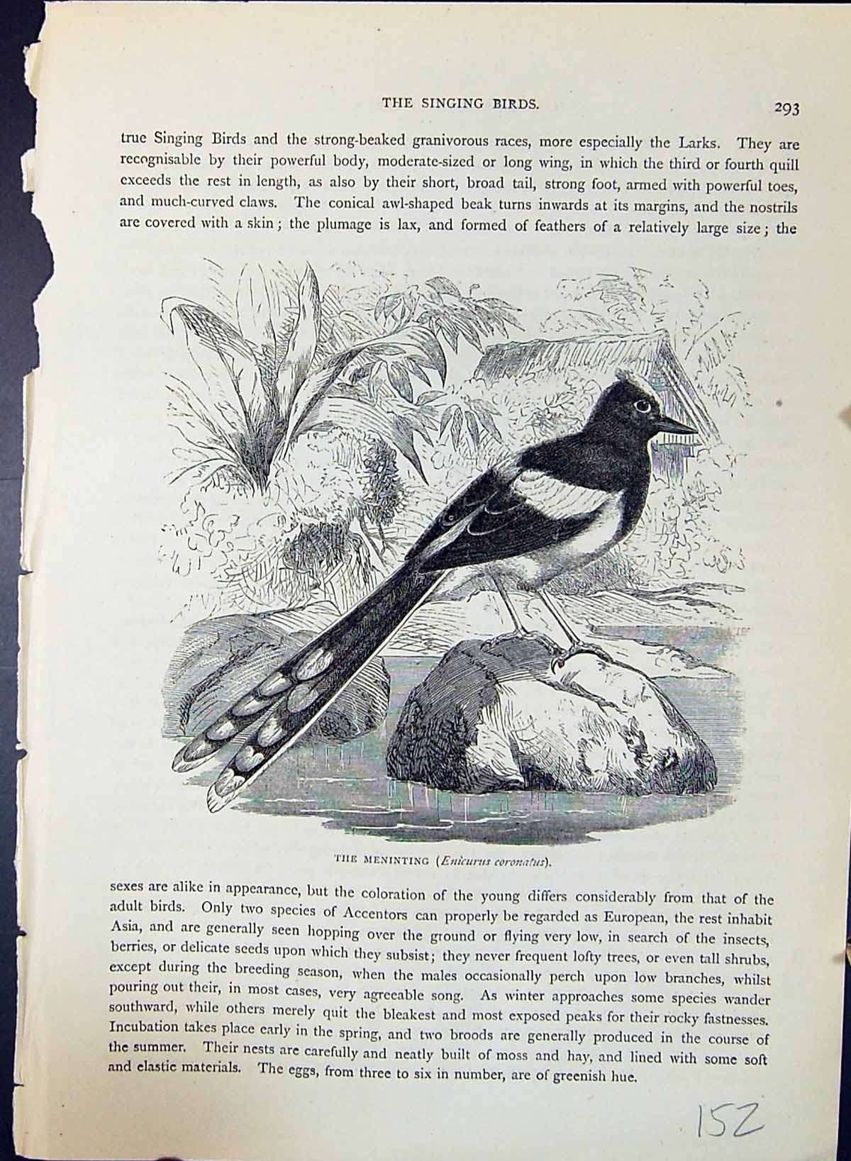 Old Print Meninting Enicurus Coronatus Brehm Jones C1860 Cassell'S Birds 19th