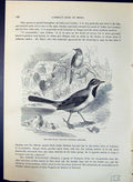 Old Mountain Wagtail Calobates Sulphurea Brehm Jones C1860 Cassell'S Victorian