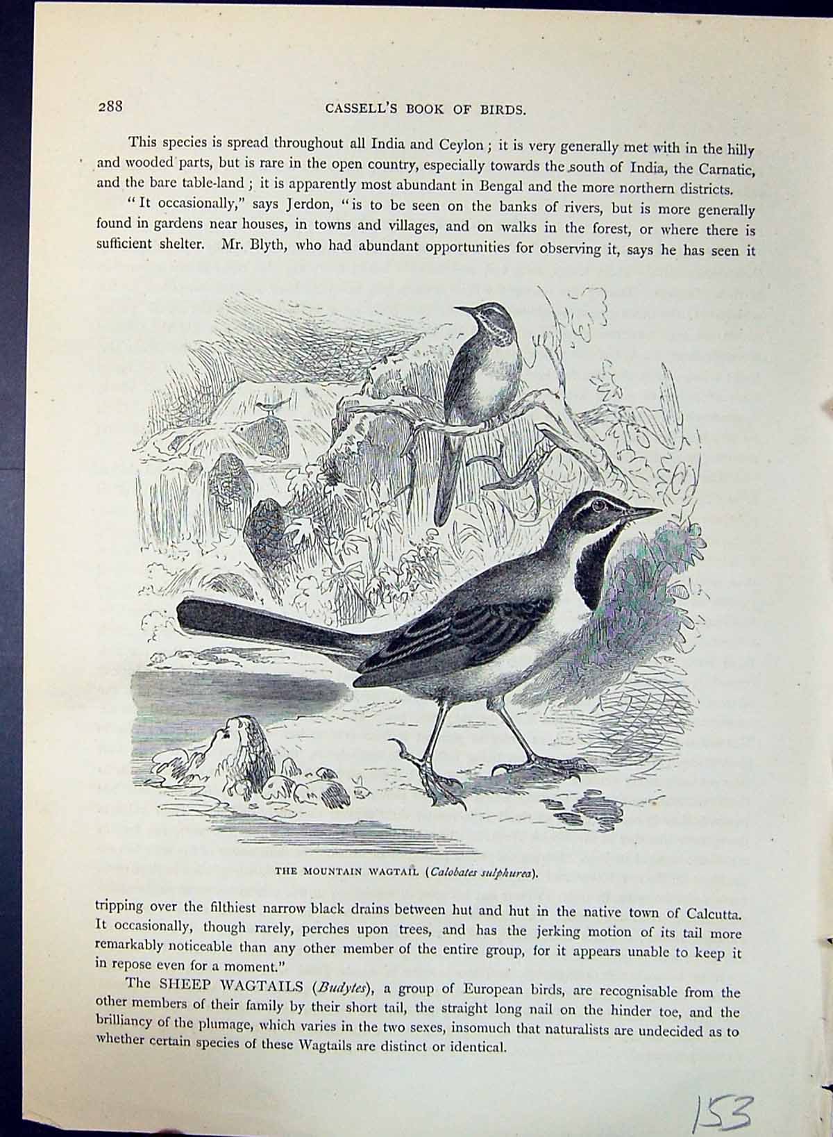 Old Mountain Wagtail Calobates Sulphurea Brehm Jones C1860 Cassell'S Victorian