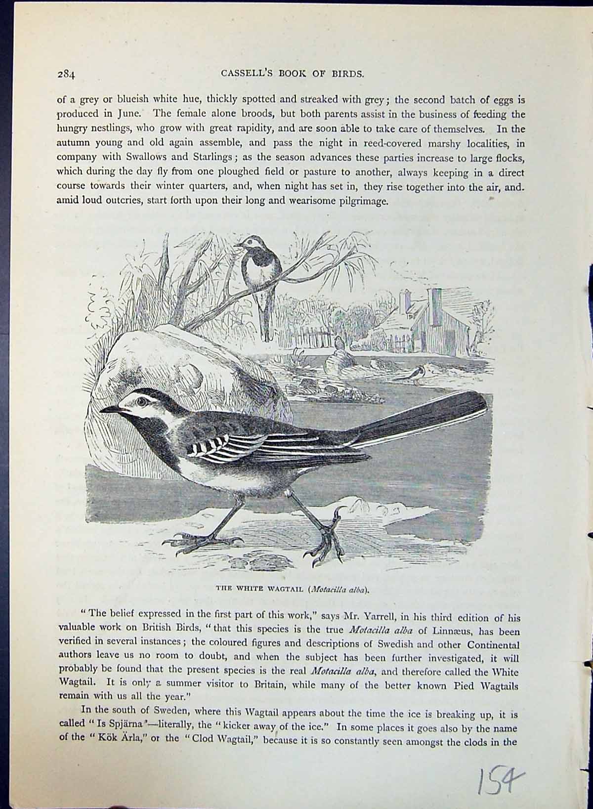 Old Print White Wagtail Motacilla Alba Brehm Jones C1860 Cassell'S Birds 19th