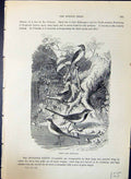Original Old Antique Print Wren Wagtails Brehm Jones C1860 Cassell'S Birds 19th