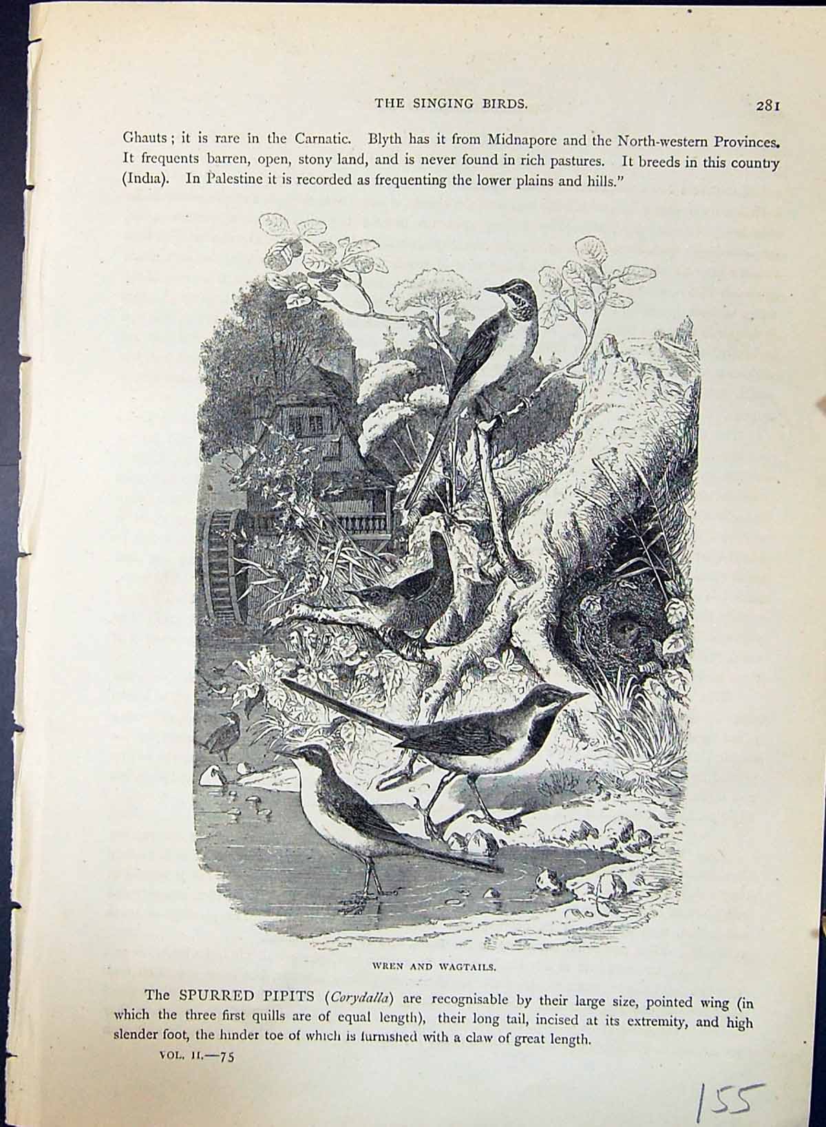 Original Old Antique Print Wren Wagtails Brehm Jones C1860 Cassell'S Birds 19th