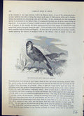 Old Fallow-Land Pipit Agrodroma Campestris Brehm Jones C1860 Cassell' Victorian
