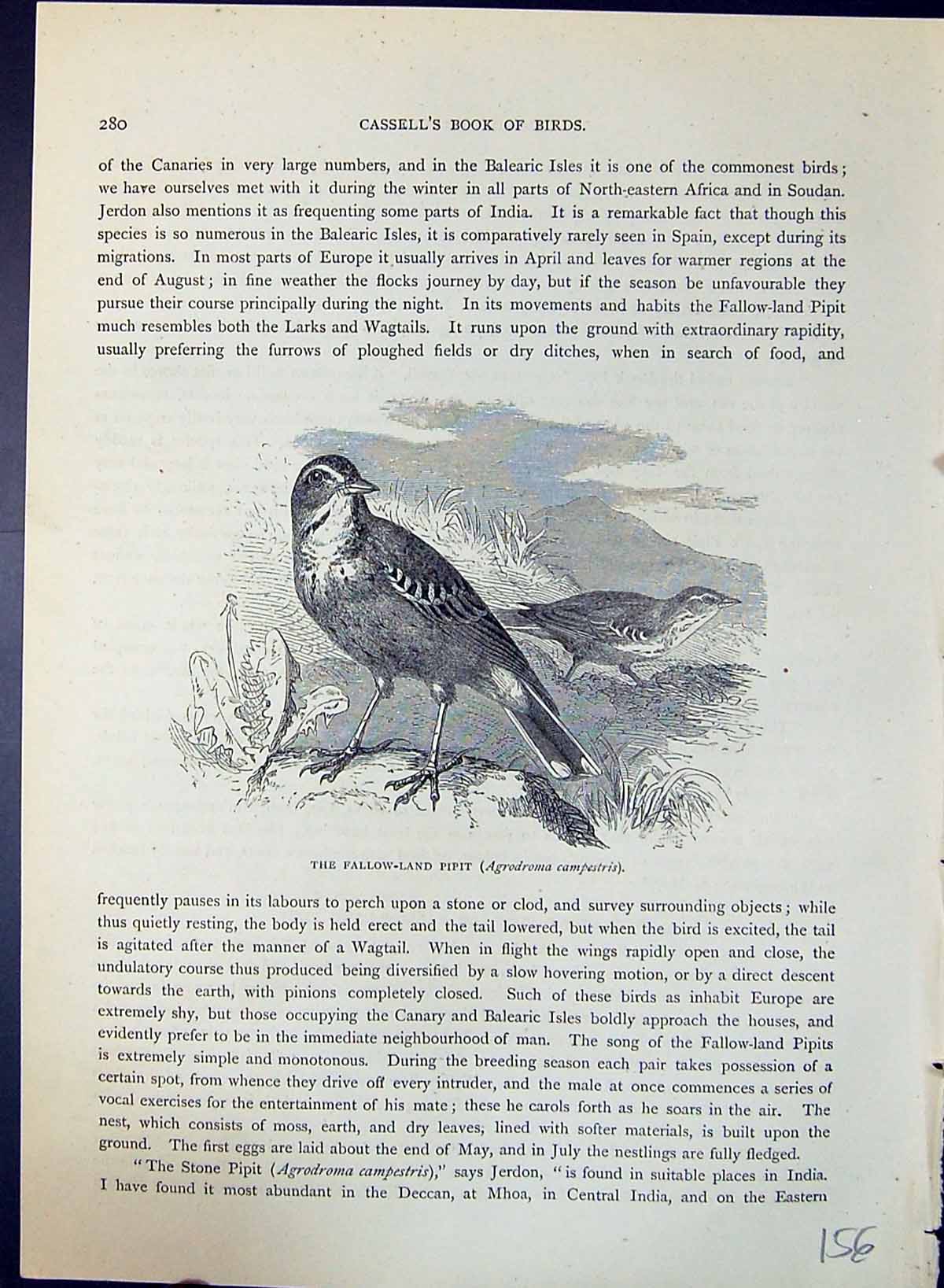 Old Fallow-Land Pipit Agrodroma Campestris Brehm Jones C1860 Cassell' Victorian
