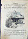 Antique Print Rock Pipit Anthus Petrosus Brehm Jones C1860 Cassell'S Birds 19th