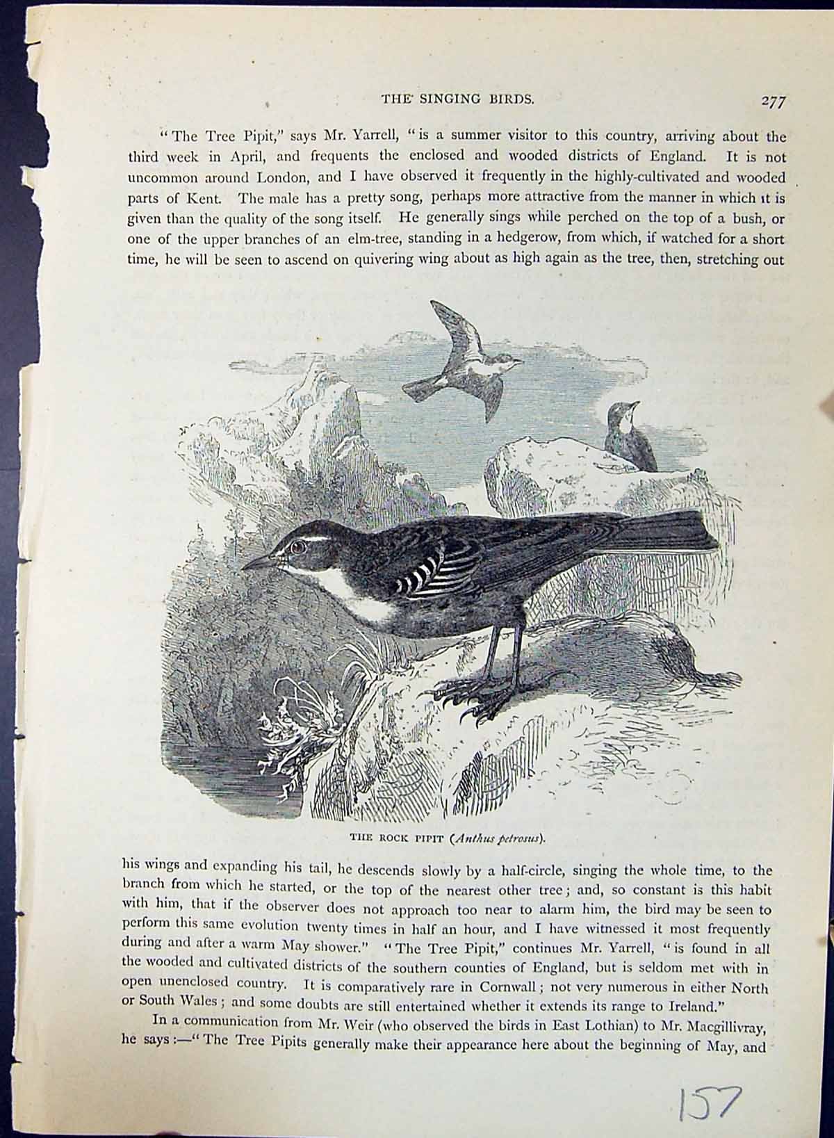 Antique Print Rock Pipit Anthus Petrosus Brehm Jones C1860 Cassell'S Birds 19th