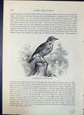 Antique Print Tree Pipit Anthus Arboreus Brehm Jones C1860 Cassell'S Birds 19th
