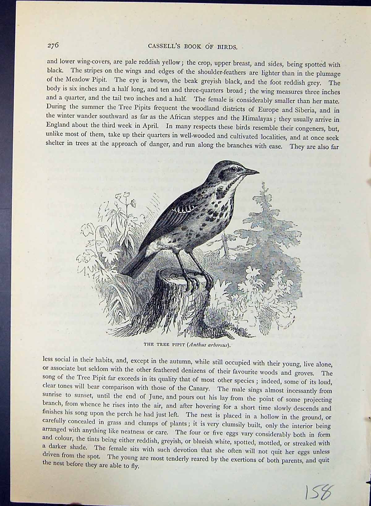 Antique Print Tree Pipit Anthus Arboreus Brehm Jones C1860 Cassell'S Birds 19th
