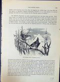 Old Common Wren Troglodytes Parvuius Brehm Jones C1860 Cassell'S Bird Victorian