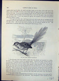 Old Emu Wren Stipiturus Malachurus Brehm Jones C1860 Cassell'S Birds Victorian