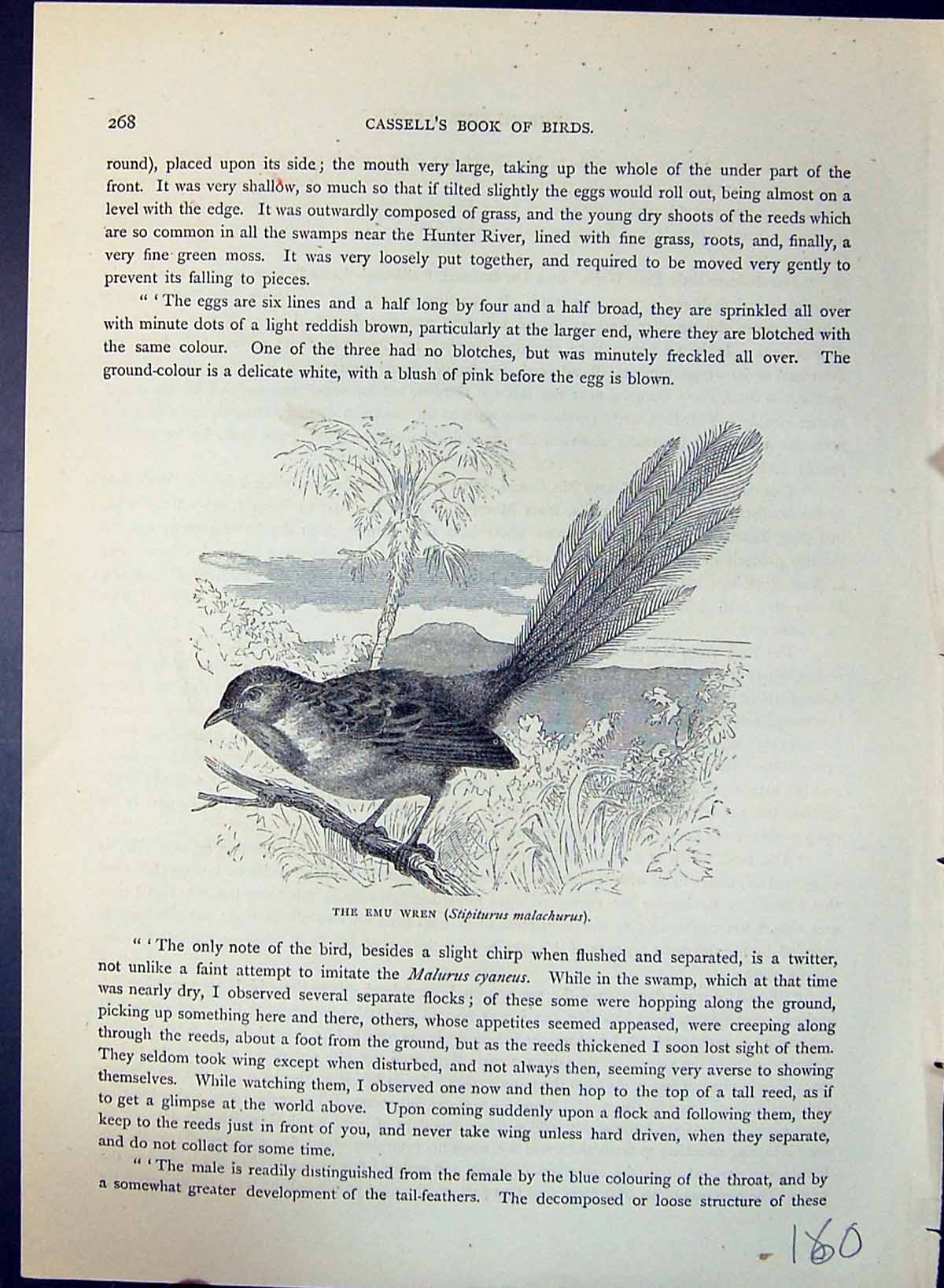 Old Emu Wren Stipiturus Malachurus Brehm Jones C1860 Cassell'S Birds Victorian