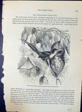 Old Long-Tailed Tailor Bird Orthotomus Brehm Jones C1860 Cassell'S Bi Victorian