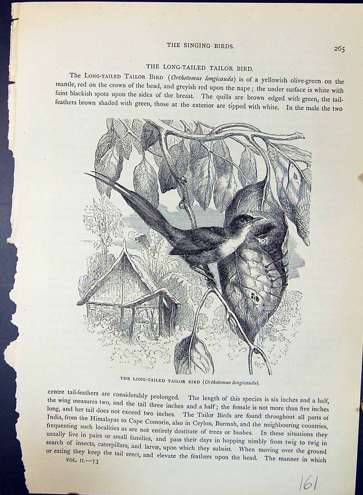 Old Long-Tailed Tailor Bird Orthotomus Brehm Jones C1860 Cassell'S Bi Victorian