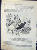 Old Sedge Warbler Calomodus Phragmitis Brehm Jones C1860 Cassell'S Bi Victorian