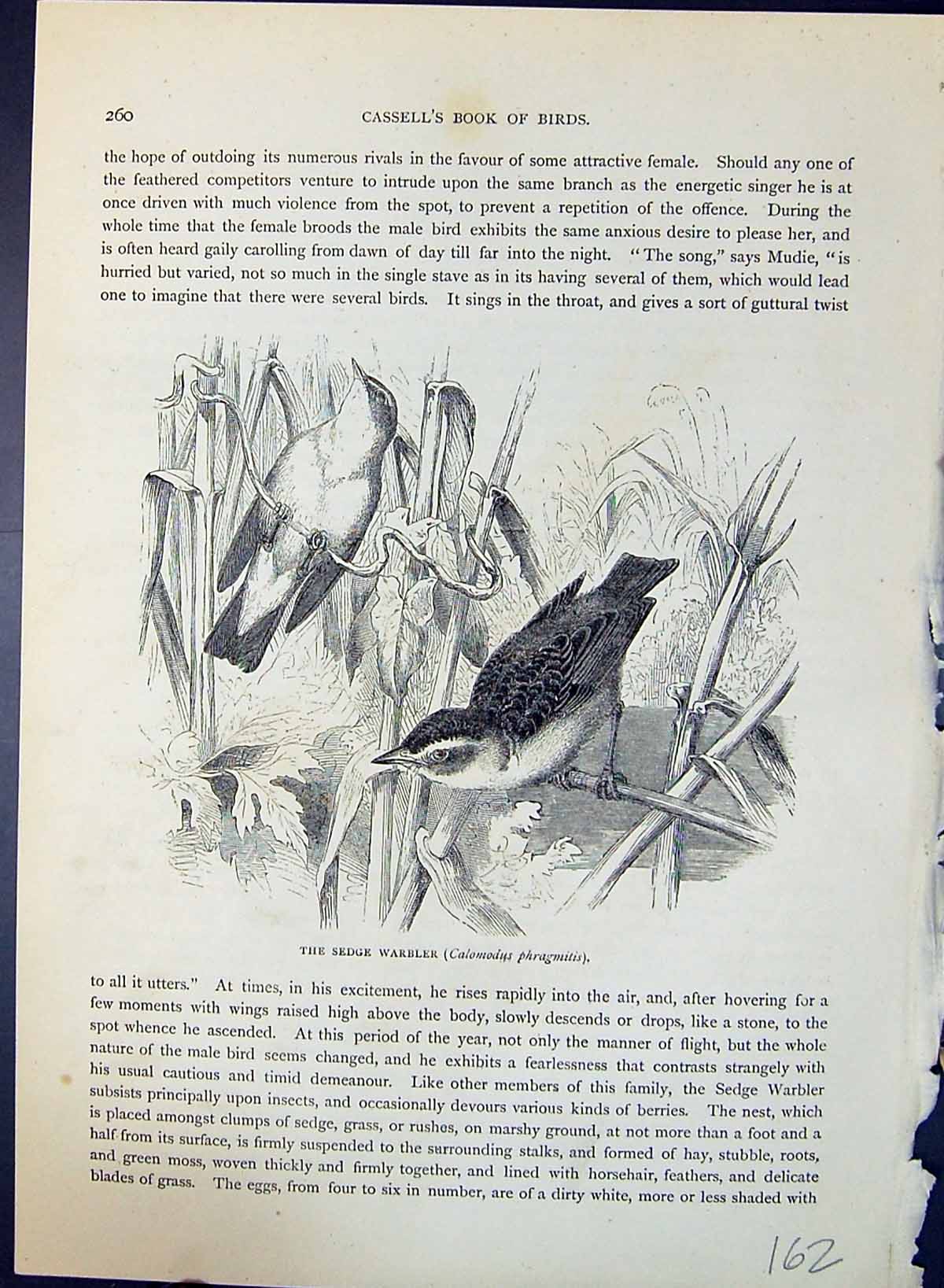 Old Sedge Warbler Calomodus Phragmitis Brehm Jones C1860 Cassell'S Bi Victorian
