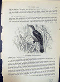Old Reed Warbler Acrocephalus Turdoides Brehm Jones C1860 Cassell'S B Victorian