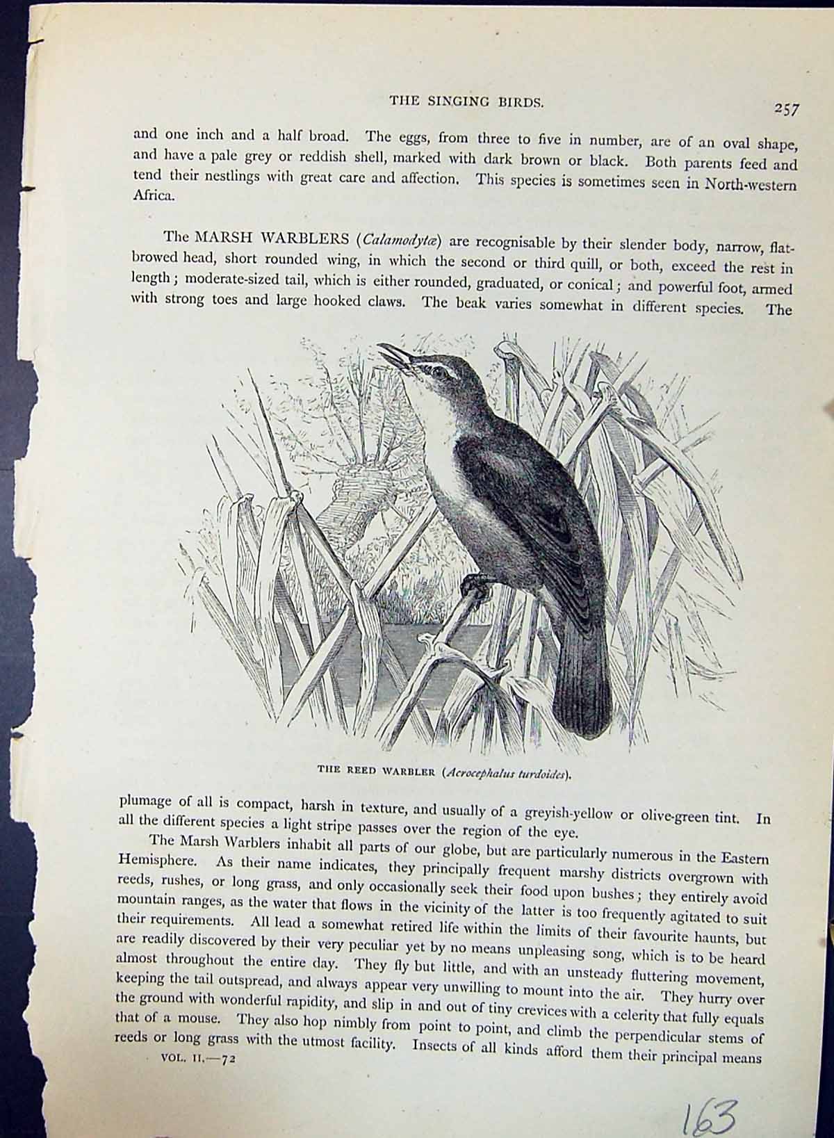 Old Reed Warbler Acrocephalus Turdoides Brehm Jones C1860 Cassell'S B Victorian