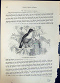 Antique Print Chiff-Chaff Hippolais Rufa Brehm Jones C1860 Cassell'S Birds 19th