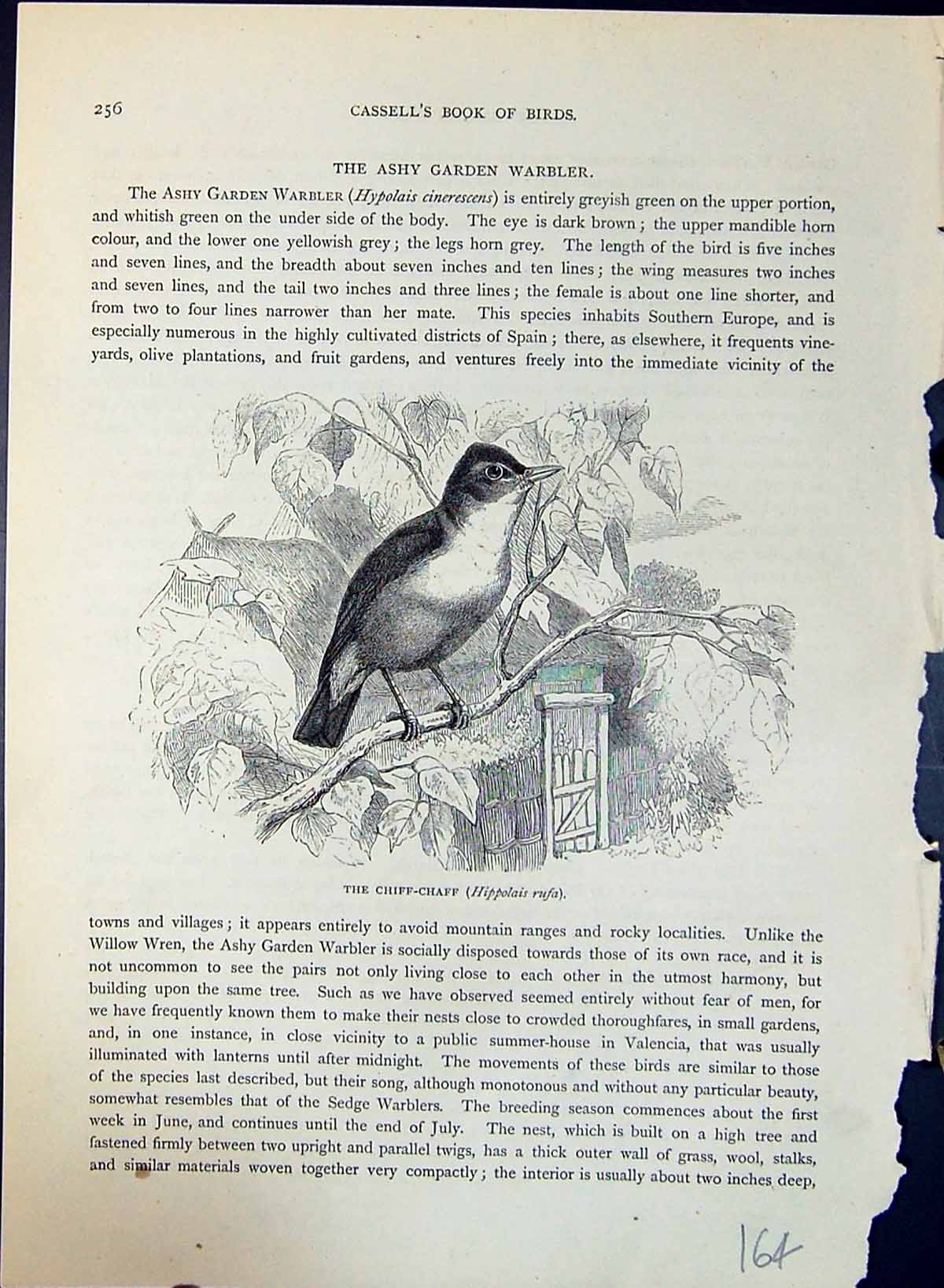 Antique Print Chiff-Chaff Hippolais Rufa Brehm Jones C1860 Cassell'S Birds 19th