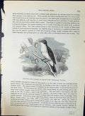 Old Field Tree Warbler Willow Wren Phyllopneuste Brehm Jones C1860 Ca Victorian
