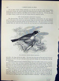 Old Spectacled Warbler Curruca Conspicillata Brehm Jones C1860 Cassel Victorian