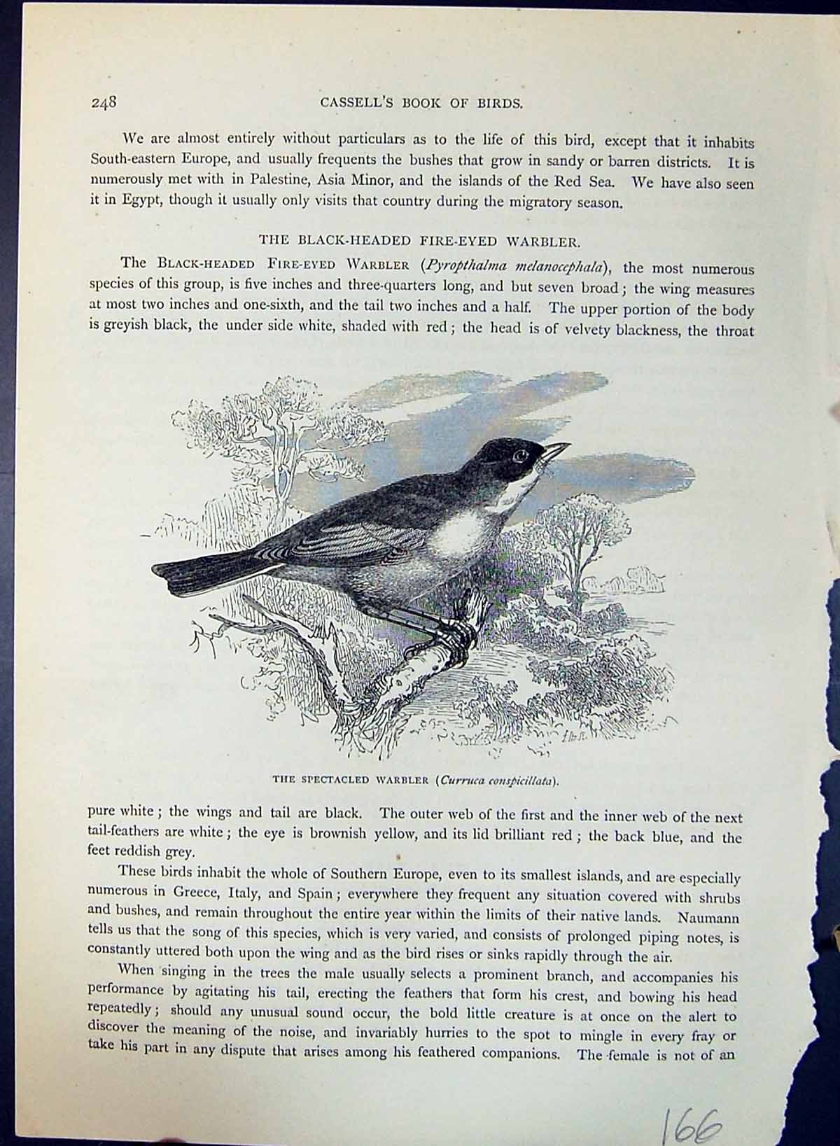 Old Spectacled Warbler Curruca Conspicillata Brehm Jones C1860 Cassel Victorian