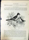 Old Print White Throat Curruca Cinerea Brehm Jones C1860 Cassell'S Birds 19th