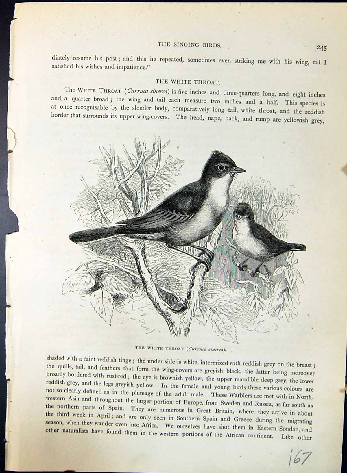 Old Print White Throat Curruca Cinerea Brehm Jones C1860 Cassell'S Birds 19th